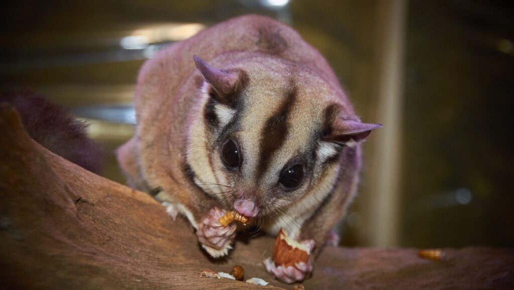 Adorable sugar glider with large, dark eyes and a striped back, captured in a moment of feeding on a wooden branch.