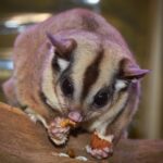 Adorable sugar glider with large, dark eyes and a striped back, captured in a moment of feeding on a wooden branch.