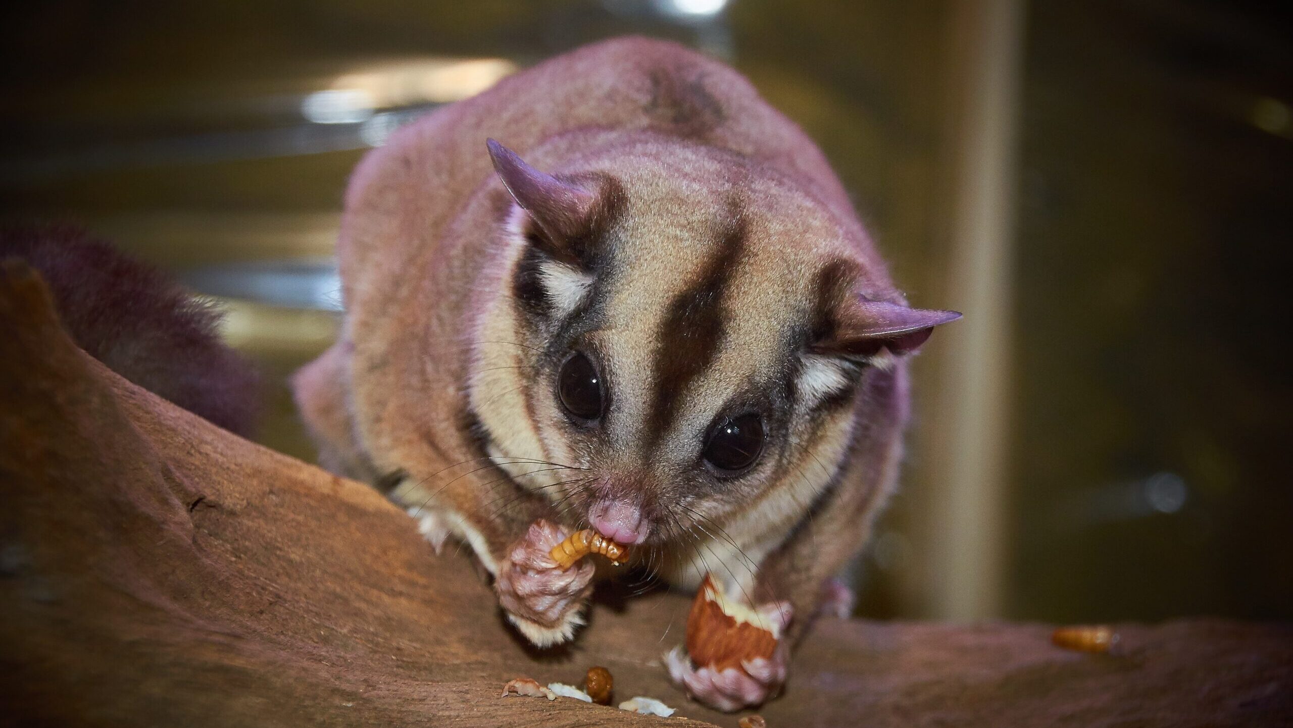 Adorable sugar glider with large, dark eyes and a striped back, captured in a moment of feeding on a wooden branch.
