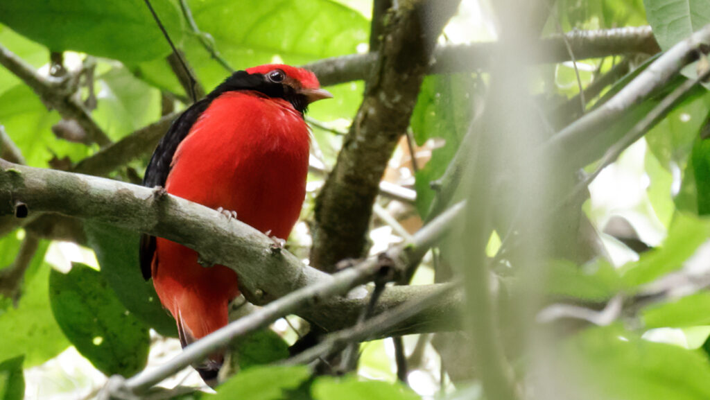 Bright red and black bird perched on a tree branch in dense jungle foliage.