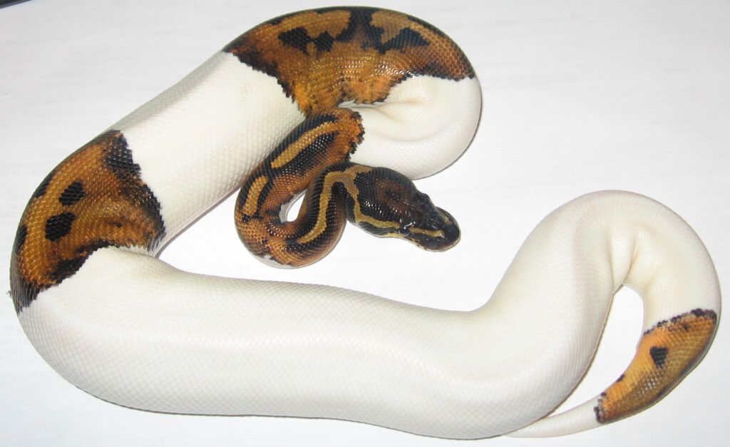 A Pied ball python on a white background