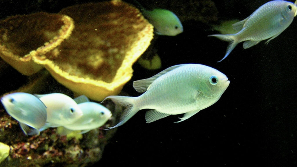 Several small Chromis fish swimming near yellow and brown coral.