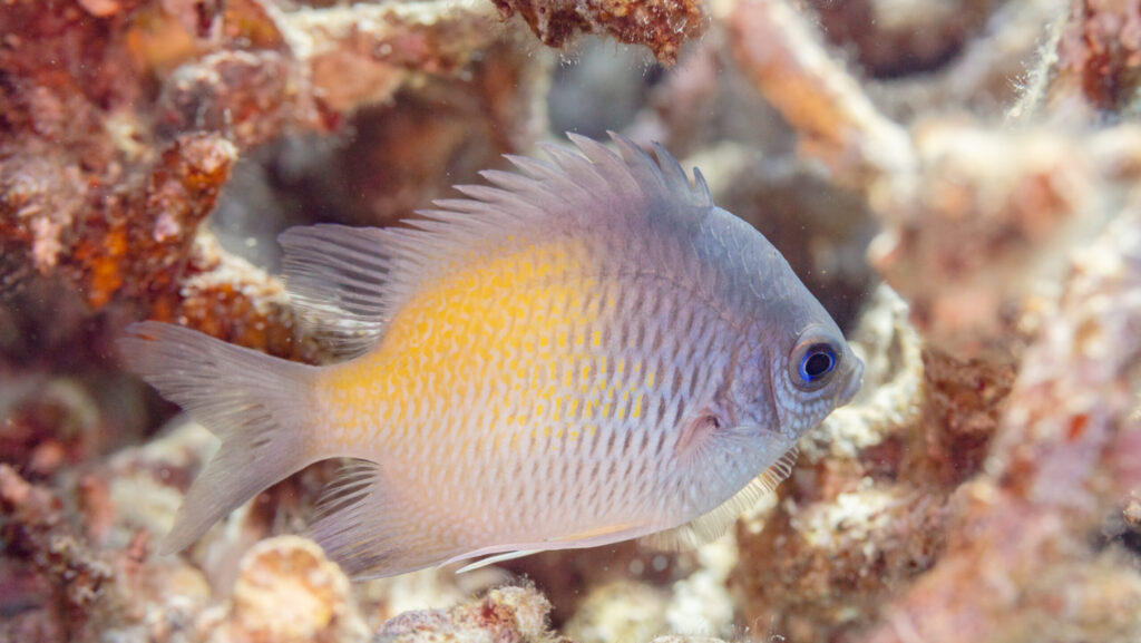 A small damselfish with a pale bluish-grey body, a vibrant yellow patch on its flank, and clear fins, swimming near colorful coral.