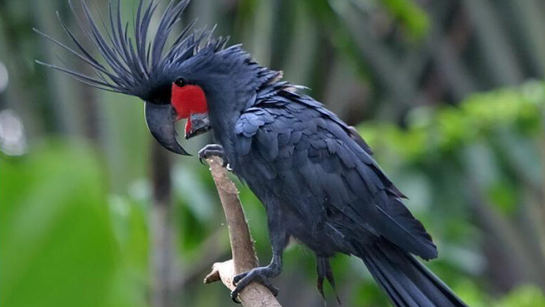 A large palm cockatoo with a bright red cheek patch and spiky crest perched on a branch.