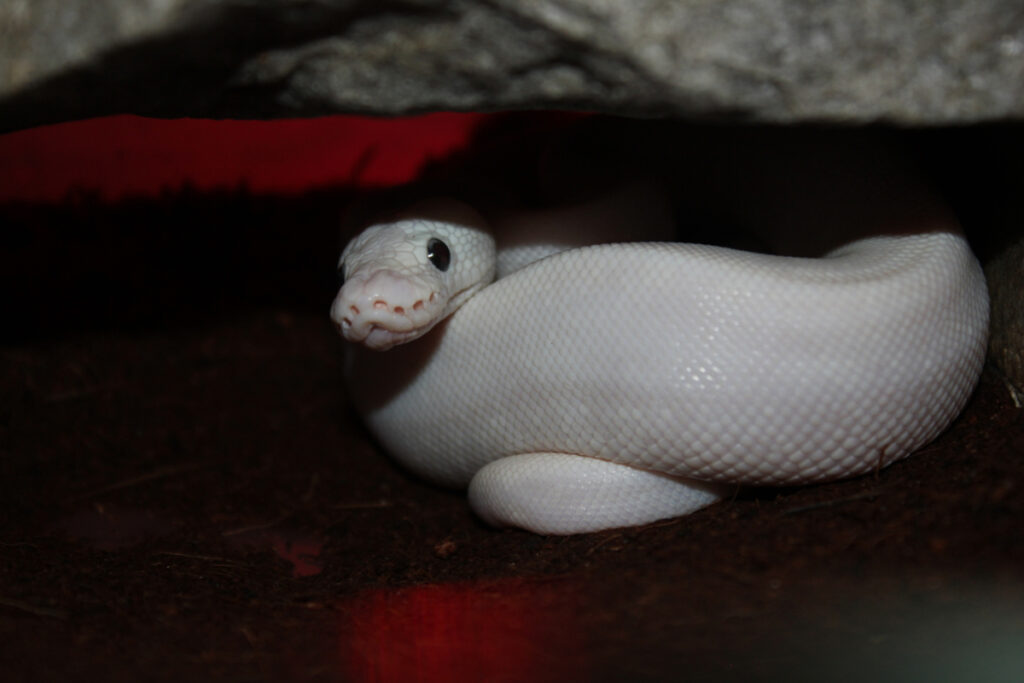 light color ball python under a red heat lamp