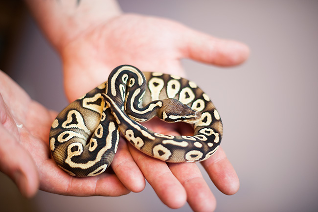 ball python in owners hand