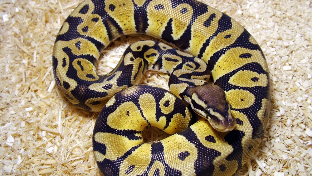 ball python on sawdust curled up in a ball