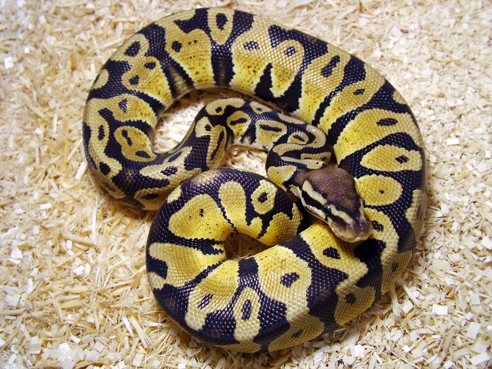 Ball Python on a bed of saw dust