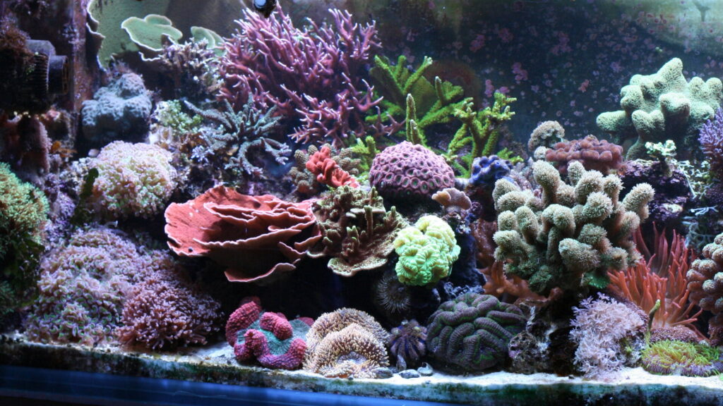 A vibrant reef aquarium with a diverse collection of colorful hard and soft corals, including branching and plate corals, creating a thriving underwater ecosystem.