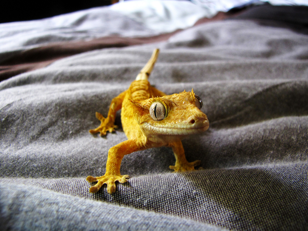 crested gecko on a blanket