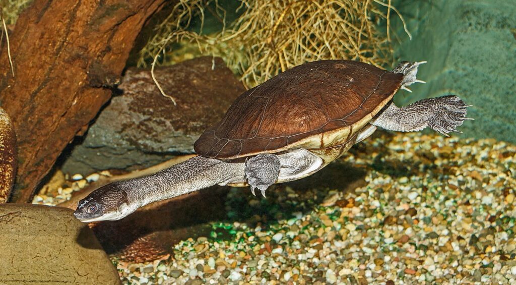 Roti Island Snake-necked Turtle
