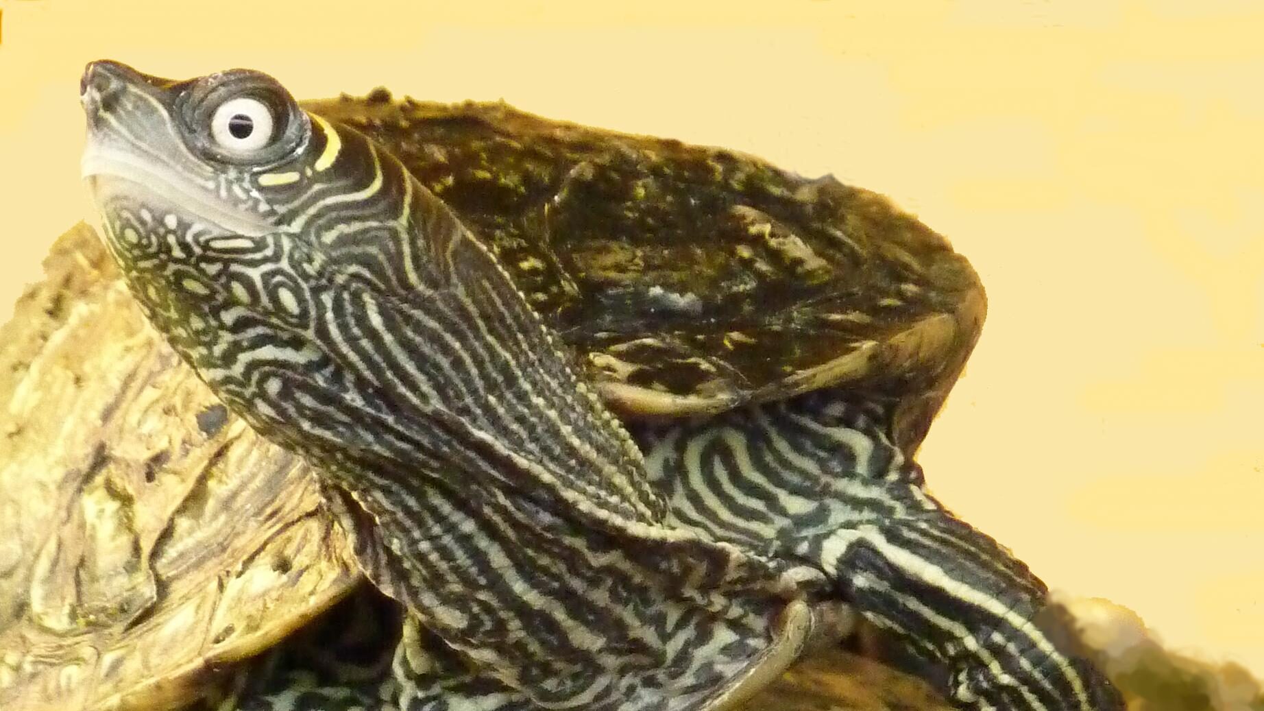 side view of Mississippi Map Turtle