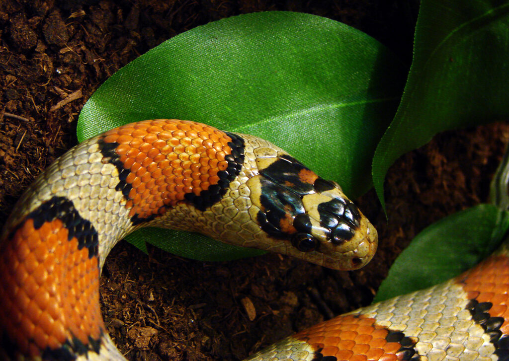 Gray Banded Kingsnake