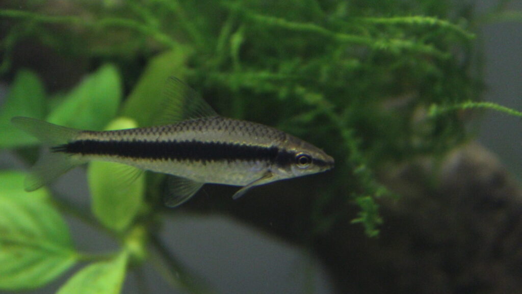 A slender, silver Siamese Algae Eater with a black horizontal stripe running along its body, swimming in a freshwater aquarium with lush green plants.