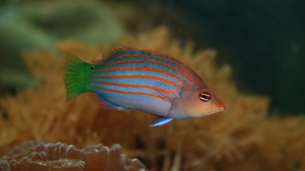 A small, colorful fish with a pale body and six horizontal orange stripes, swimming amongst coral.