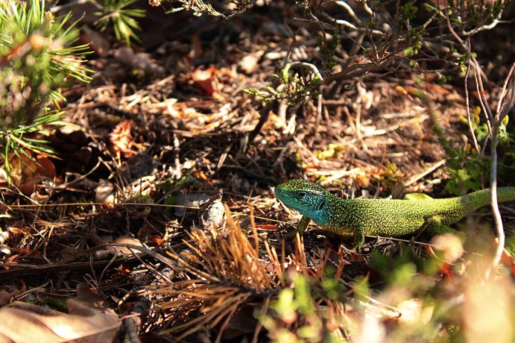 The Path Forward: Integrated Conservation Approaches