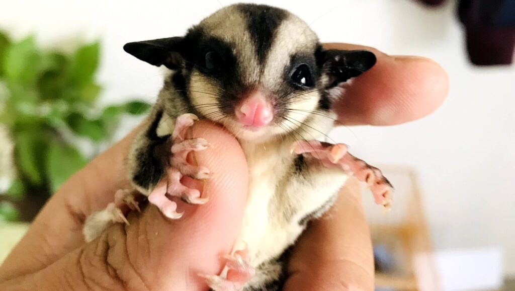 A close-up of a sugar glider with large, dark eyes and distinctive black and white facial markings, being held gently in a human hand.
