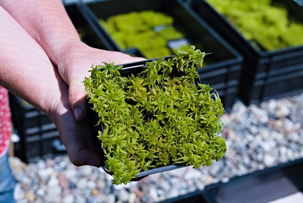 wild-harvested sphagnum