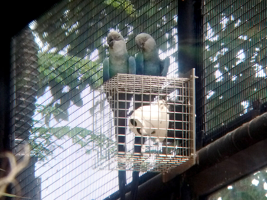 Pair of blue parrots sitting on top of a wire cage inside a bird enclosure.