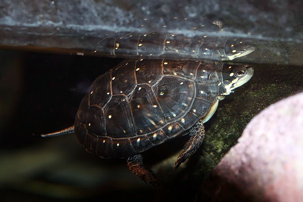 Spotted Turtle