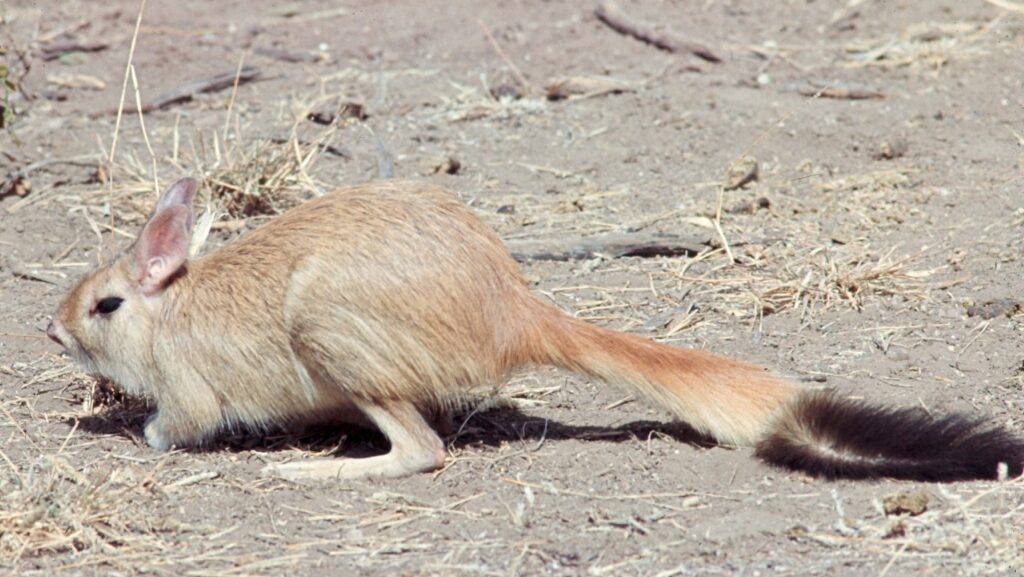 A reddish-brown springhare with large eyes and a long, kangaroo-like tail.