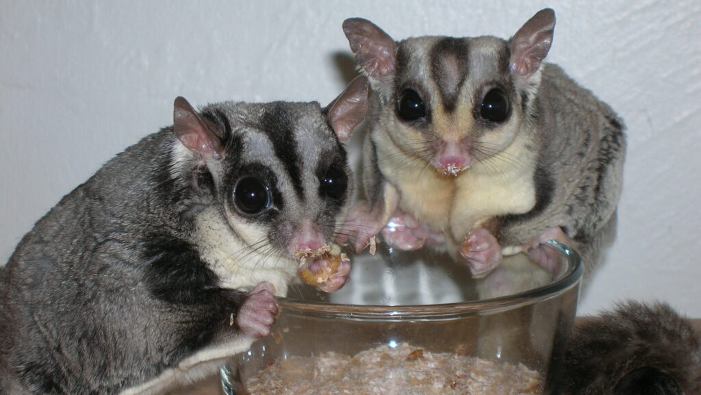 Close-up of two small sugar gliders with gray and white fur feeding.