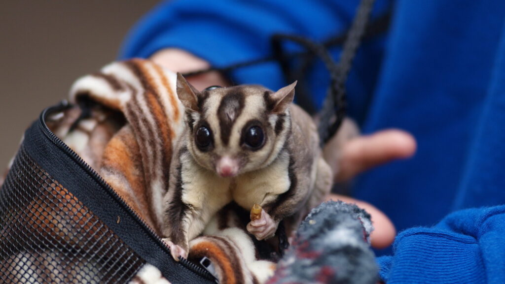 Close-up of a sugar glider with large eyes and distinctive markings in a pouch.