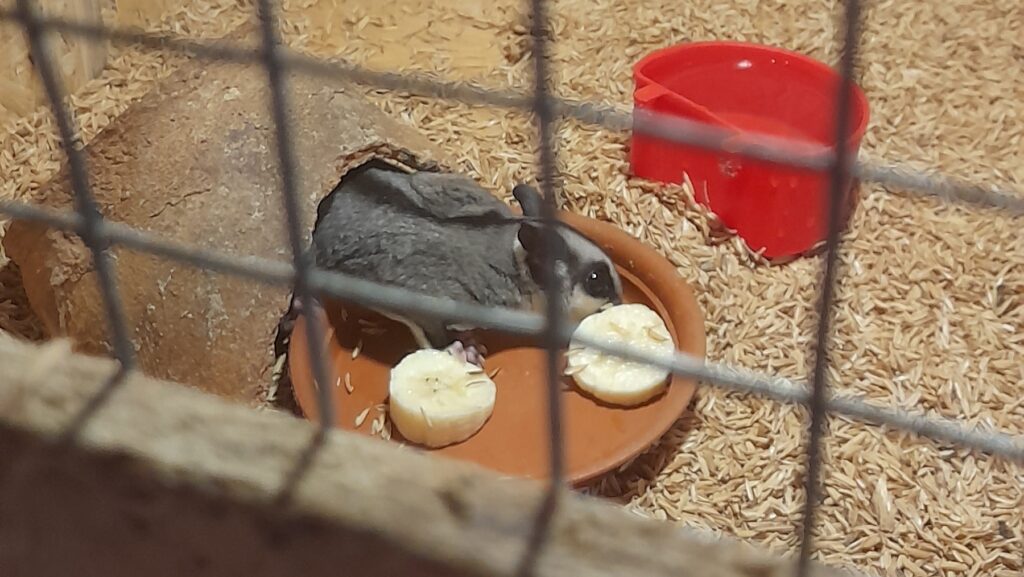 Small sugar glider with gray and black fur feeding on fruit in an enclosure.