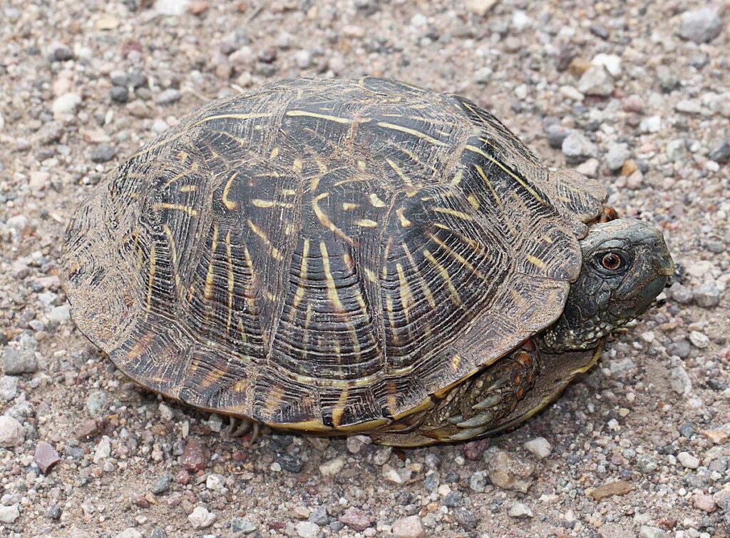 Remarkable Longevity in the Wild
