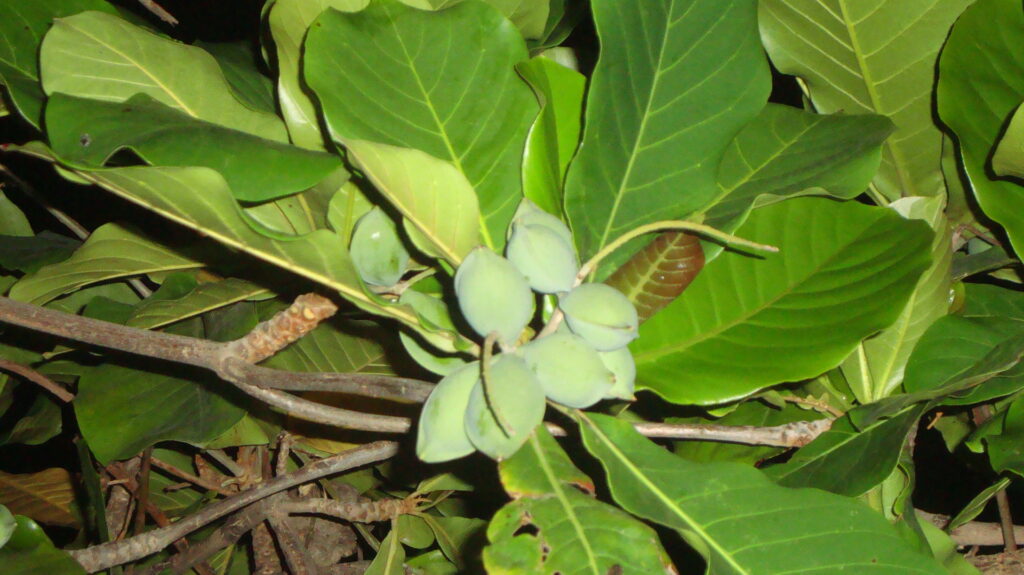 A cluster of light green, immature fruit hanging from the branches of a Terminalia catappa tree, surrounded by large, vibrant green leaves.
