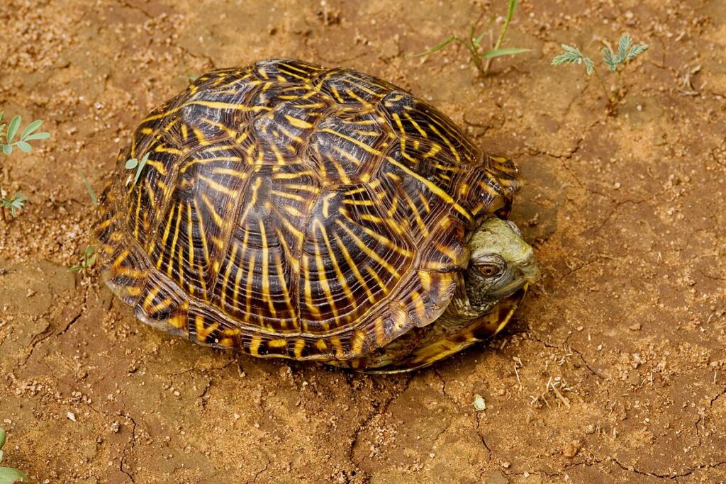 Geographic Range and Habitat Preferences