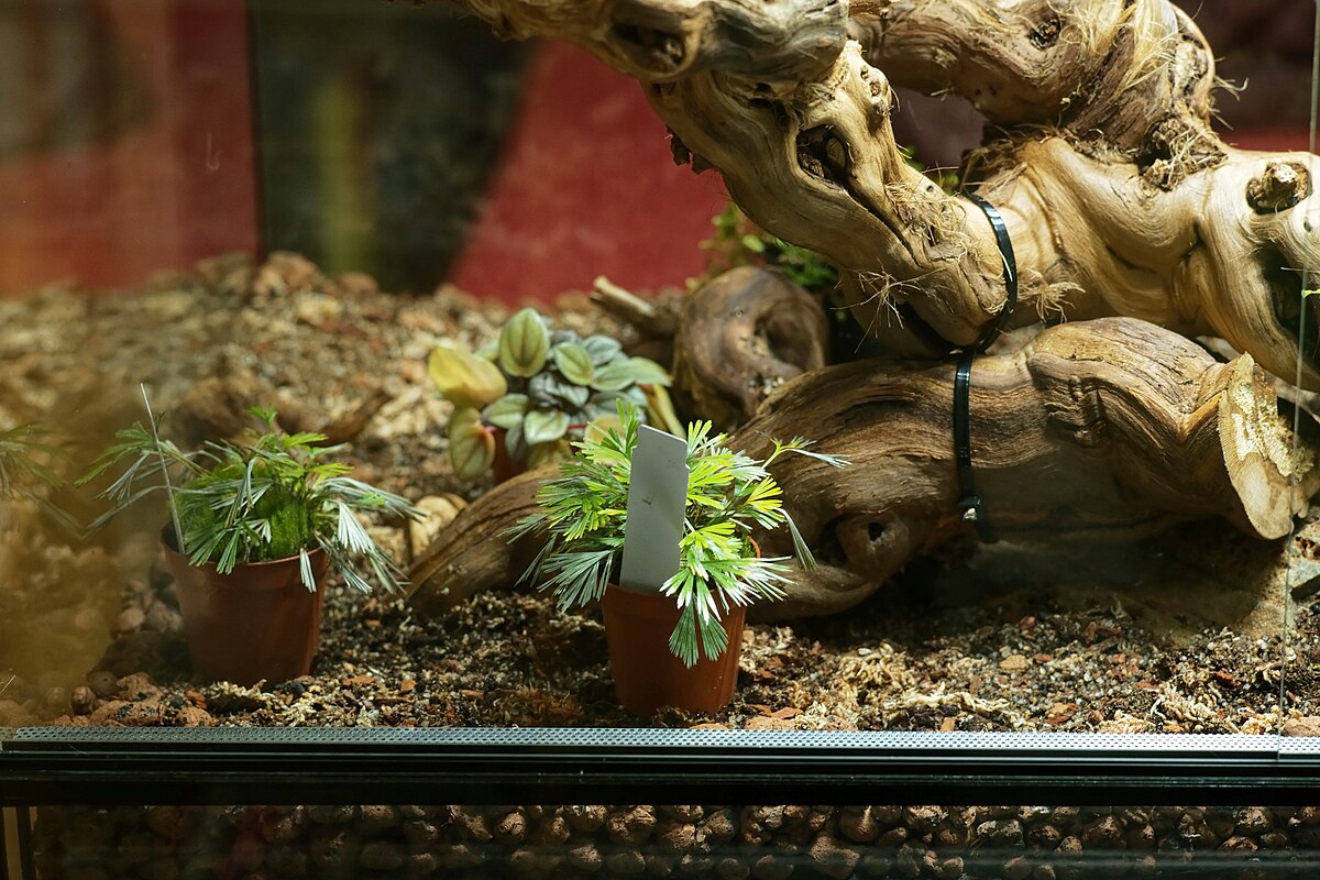 Implementing Proper Environmental Enrichment