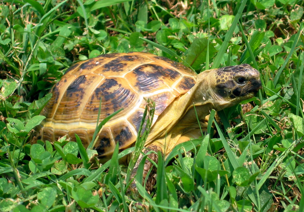 Russian Tortoises