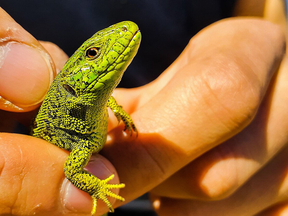 Building Trust with Your Lizard
