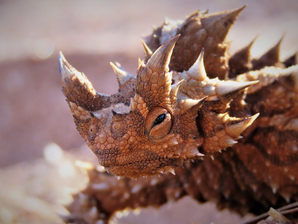 Lessons from Lizard Adaptations