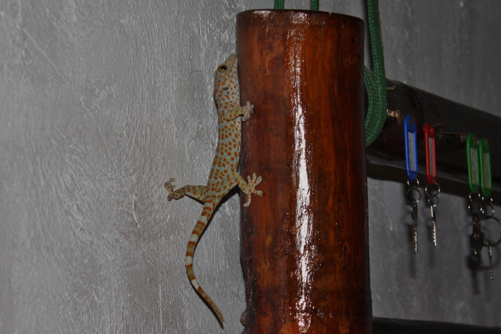 The Remarkable Diversity of Lizard Habitats