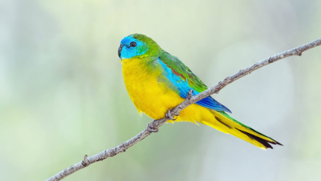 A colorful Turquoise parrot with a blue face, green back, and yellow underparts perched on a slender branch.