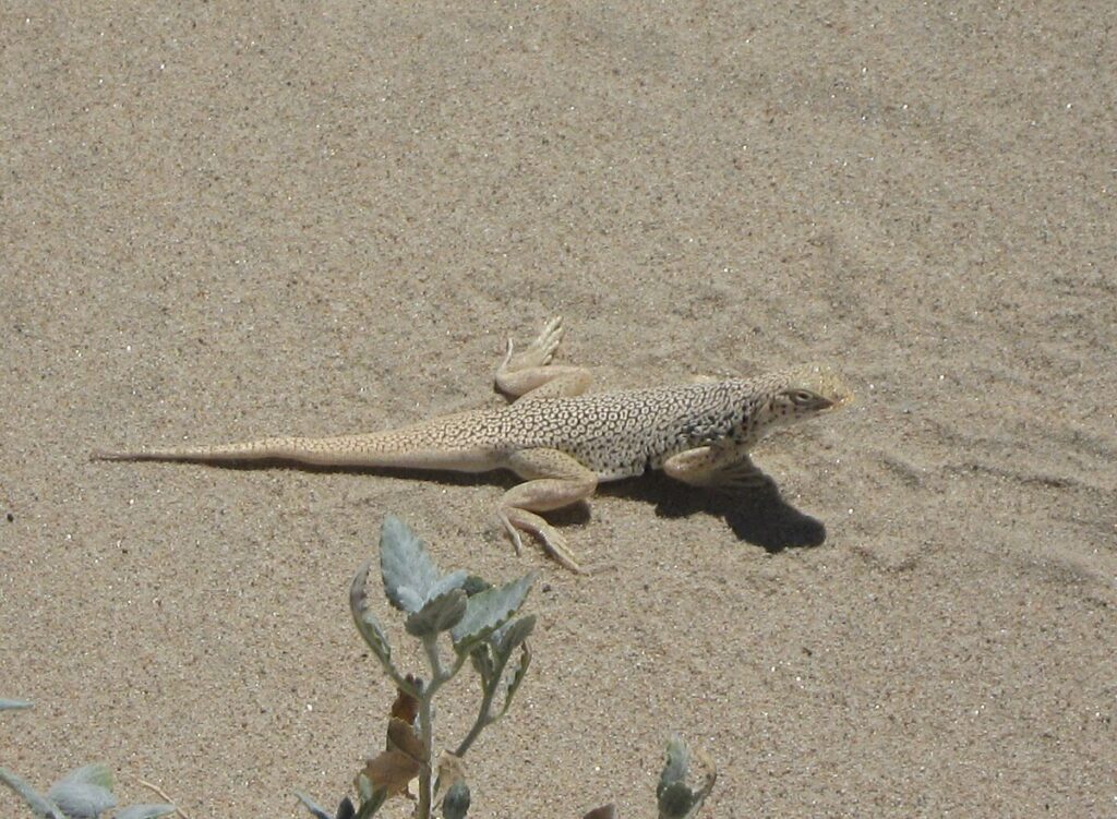 Mojave fringe-toed lizard