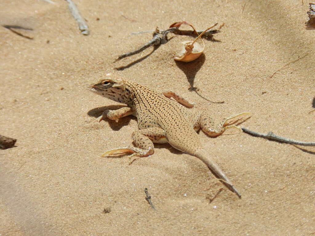 Morphological Adaptations for Different Terrains
