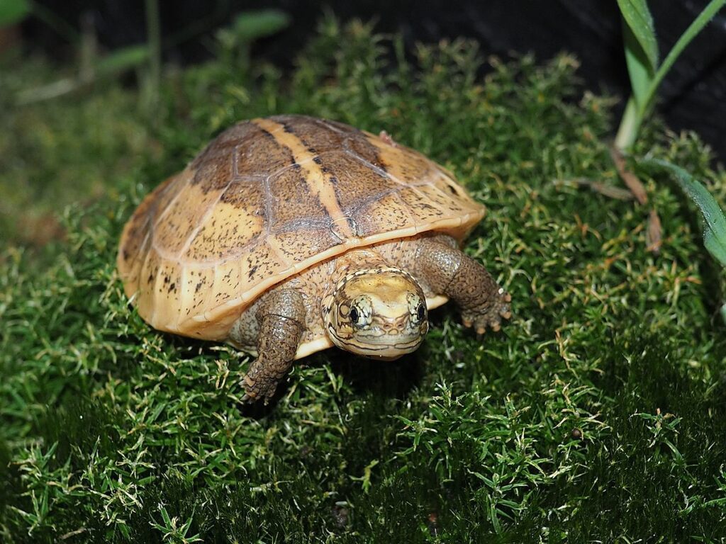 Vietnamese Box Turtle