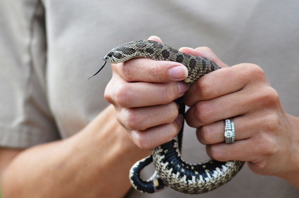 Species Differences in Recognition Abilities