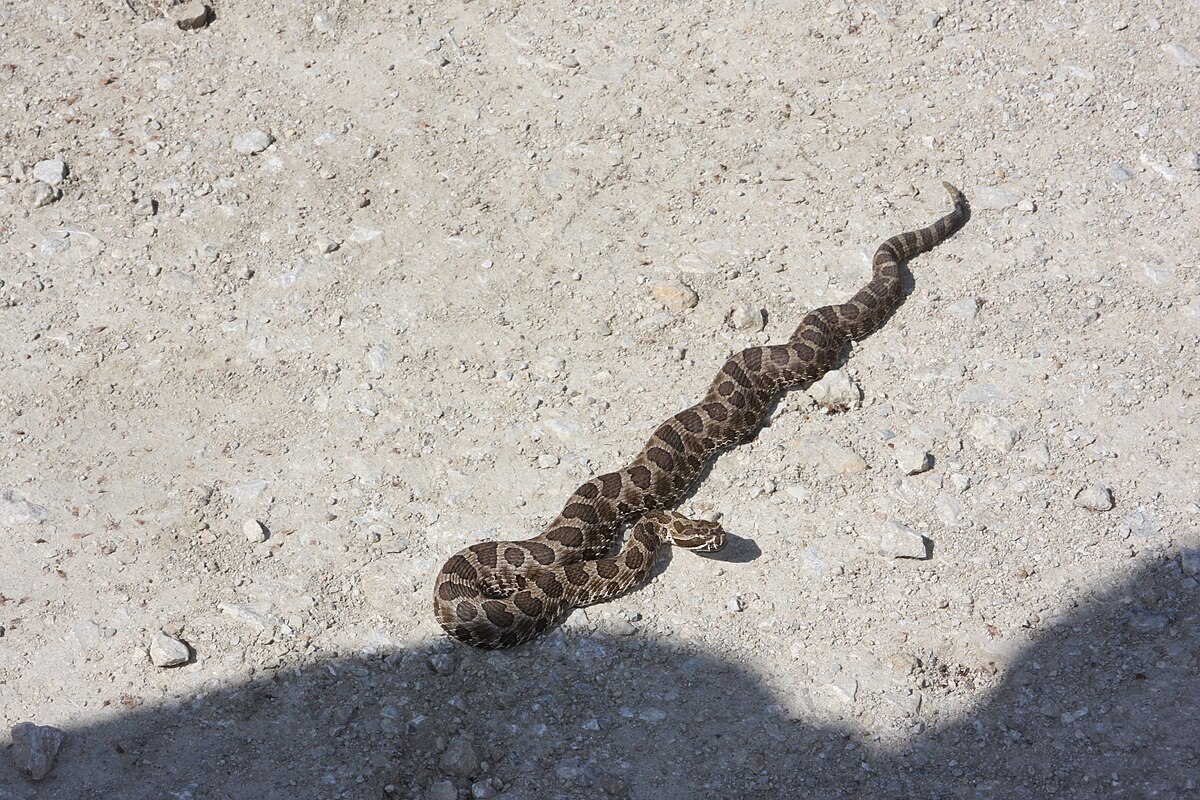 Agricultural Expansion and Reptile Habitats