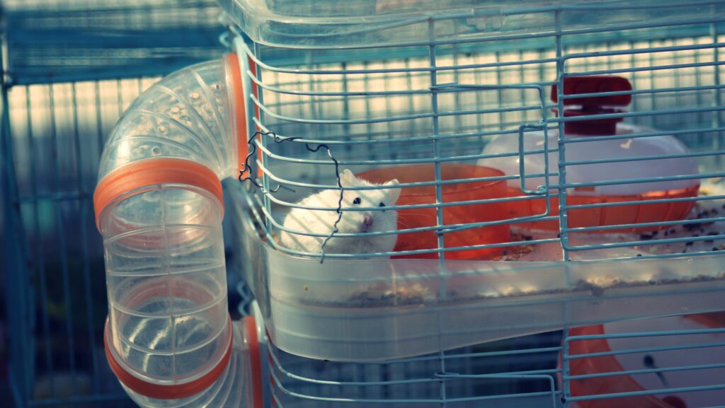 A small, white dwarf hamster looking out from a cage with clear tubes and orange accents.