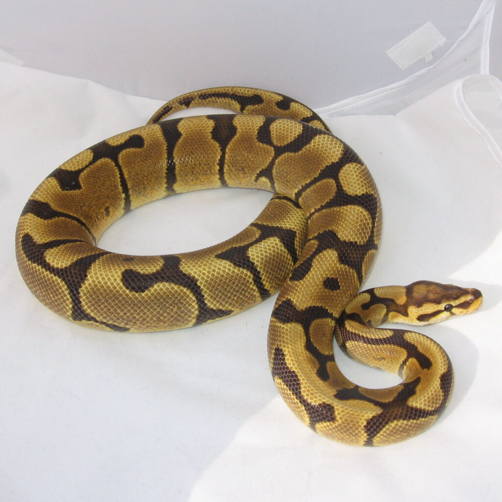 Morph Ball Python