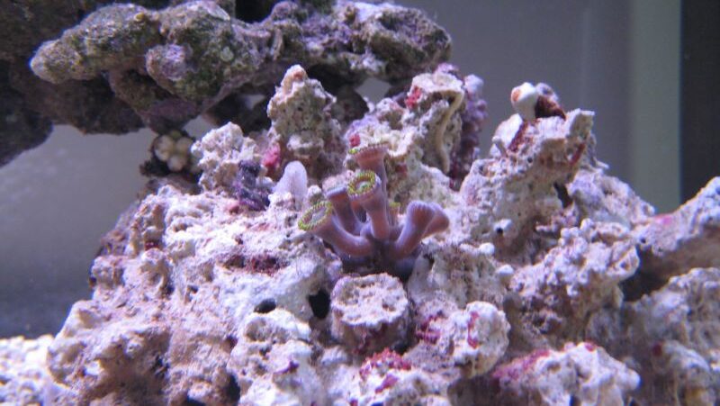 Colorful corals in shades of pink, orange, and purple, forming a complex reef structure.