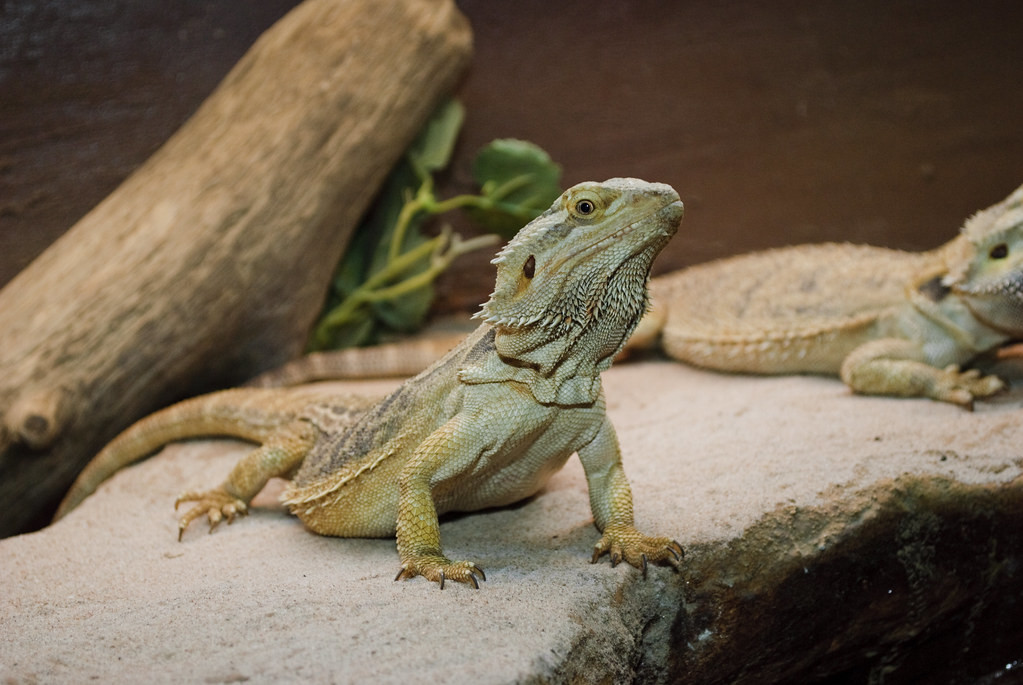 Understanding Bearded Dragon Basics