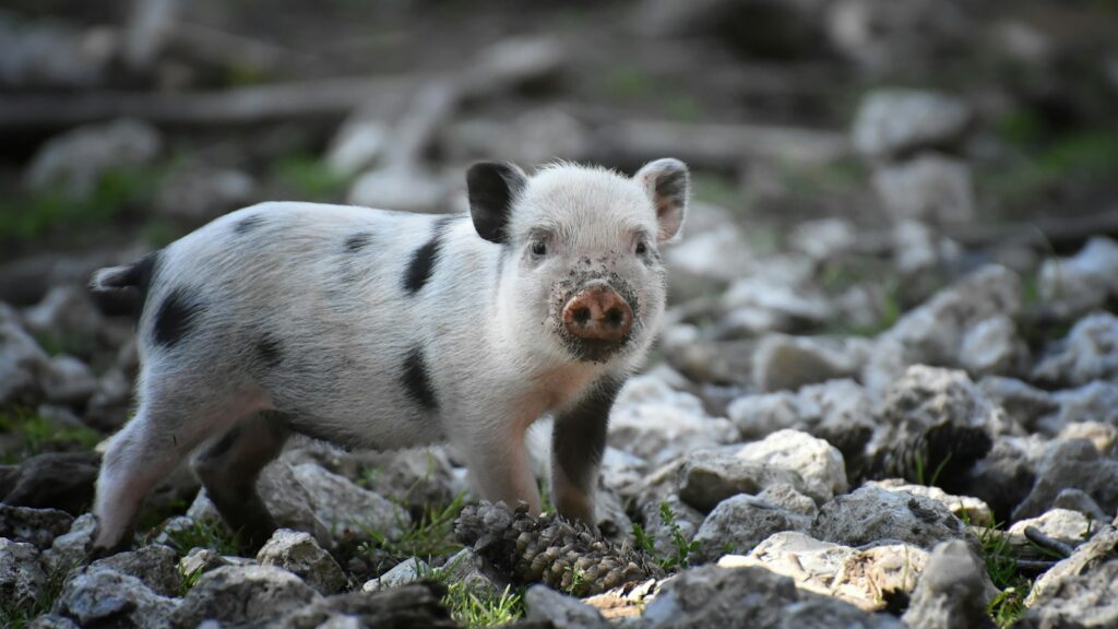 A small white mini pig with black spots on a rocky surface.