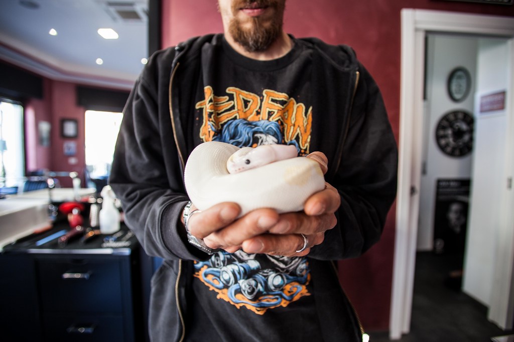 white python being held