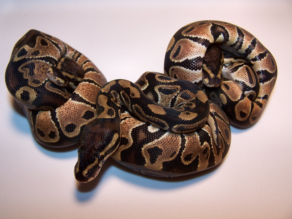 ball python on a white background