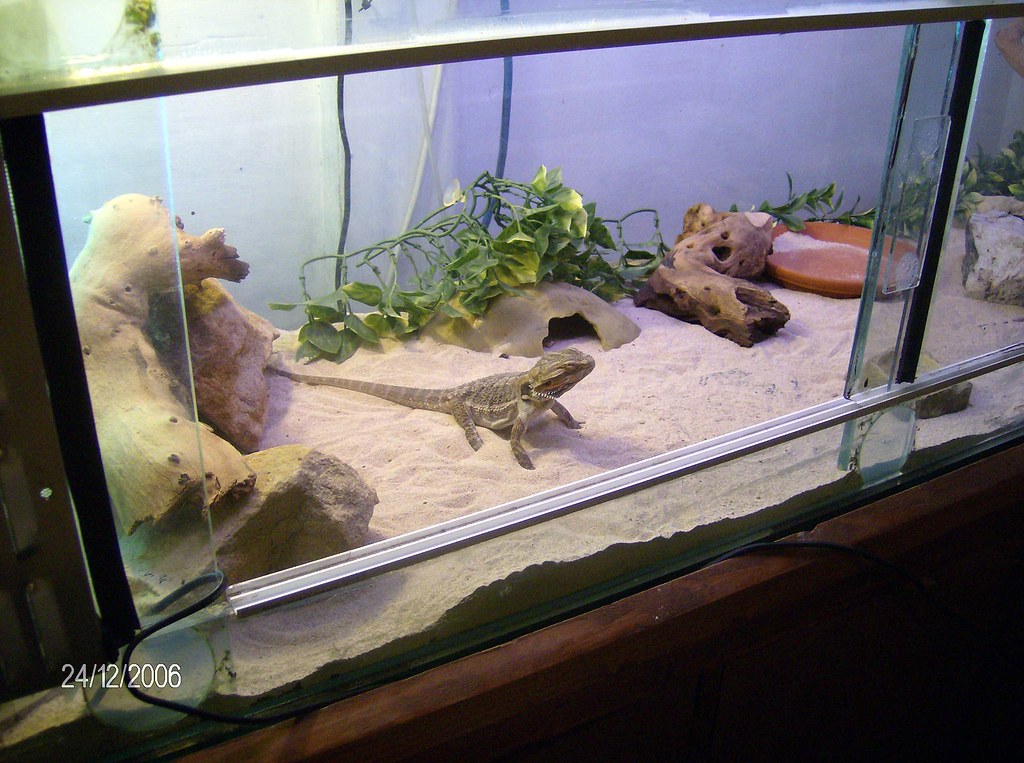 Balancing Aesthetics with Practical Pet Needs
